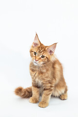 Red kitten of the Maine Coon breed on white