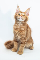 Red kitten of the Maine Coon breed on white