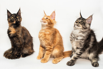 three kittens of the Maine coon breed on a white background