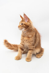 Red kitten of the Maine Coon breed on white