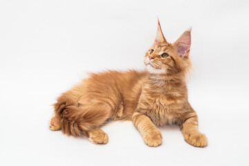 Red kitten of the Maine Coon breed on white