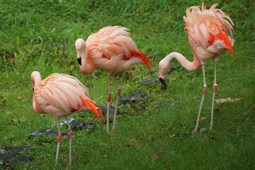 カラフル　フラミンゴ