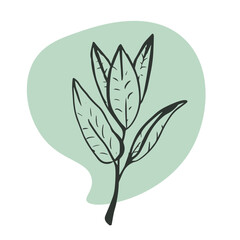 Green tea branch lineart illustration. Floral sketch isolated on white background.
