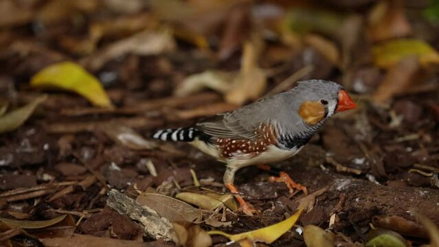 Zebra Finch collecting organic material from the forest floor
