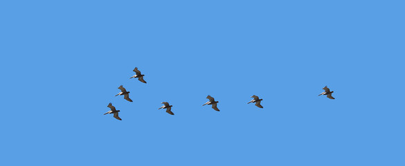 Birds of a feather. A flock of birds flying through the sky.