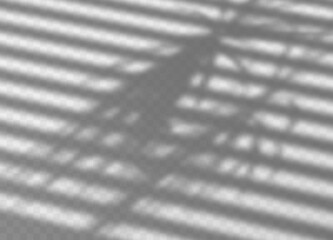 Transparent shadow of window jalousie, palm and soft light on transparent background. Shadow overlay background. Vector illustration. Monochrome background for design.