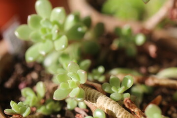 Echeveria Pink Ruby Eszeweria E. globulosa