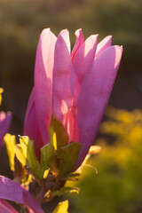 Blooming pink magnolia in the rays of the rising sun on a blurred green garden background