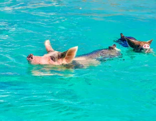 Foto op Plexiglas Swimming pig in turquoise water, at beach on Pig beach, Great Exuma, Bahamas. © yujie