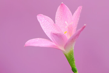The beauty of the rain lily flower that blooms perfectly with full of morning dew. This pink flower has the scientific name Zephyranthes minuta. 