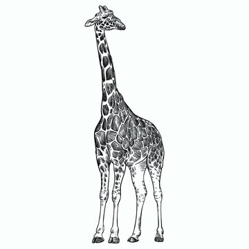 Vintage hand drawn sketch giraffe