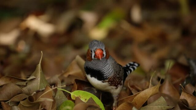 Zebra Finch collecting organic material from the forest floor