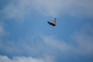 a buzzard (Buteo buteo) in effortless flight in a clear blue sky on the lookout for prey or carrion