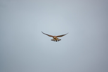 close up of a kestrel (Falco tinnunculus) bird of prey hovering overhead, scanning for prey