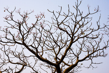 branches of a tree against sky