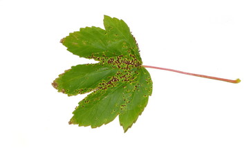 The gall mite Aceria macrorhynchus red galls infection on acer leaf
