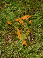 The yellow slime fungus dog vomit slime mold Fuligo septica growing on moss