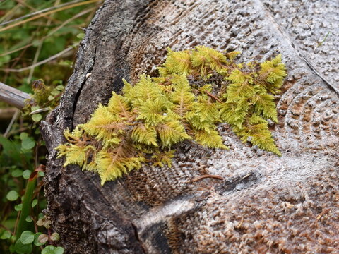 Knights plume moss Ptilium crista-castrensis growing on a tree stump