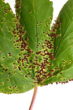 The gall mite Aceria macrorhynchus red galls infection on acer leaf