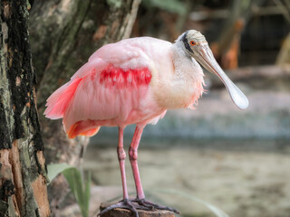 Closeup View of Roseate Spoonbills Standing on Tree Stump in a Pond.