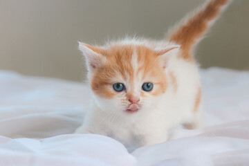 Scottish fold kitten sitting on white background. Red Tabby kitten sitting on a white cloth with blurred background.