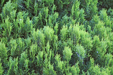 Foliage of a Chinese juniper.  Juniperus chinensis
