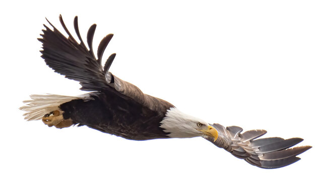 Bald Eagle On A Perch And In Flight