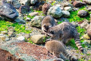 Naklejka premium A racoon family looking for food in Stanley Park, Vancouver, BC - Canada