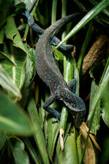 Blue lizard on palm leaves.
