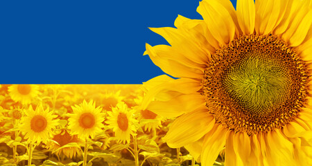 Ukraina, słoneczniki to symbol Ukrainy - obrazy, fototapety, plakaty