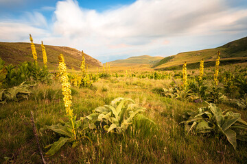 Sar planina is a mountain range located on the border of Northern Macedonia and Kosovo. A small...
