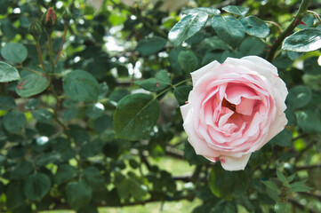 Flower Rose garden