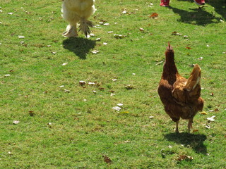 Galline libere sul prato - free hens on the lawn