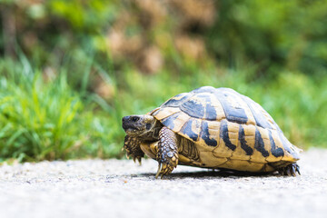 Tawny tortoise, also called Greek tortoise. It lives in bushes, meadows and sand dunes from Central through Southern Europe to warm North Africa. Its appearance is often mistaken for a green turtle.