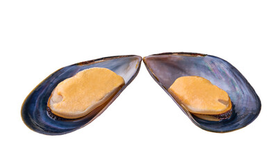 boiled mussels on a white background.