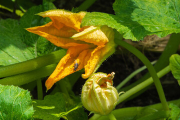 Close-up of pumpkin flowers on an organic vegetable farm.
