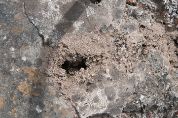 ant rock grey