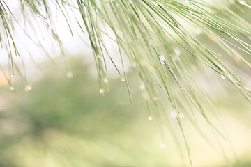 Raindrops on pine branches, background image