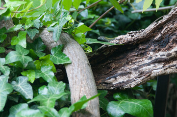 Lizard