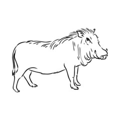 Black and white vector line drawing of a Warthog