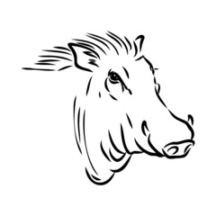 Black and white vector line drawing of a Warthog