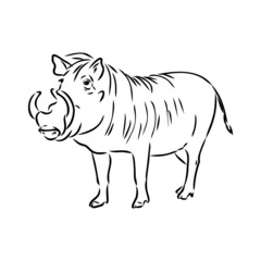 Black and white vector line drawing of a Warthog