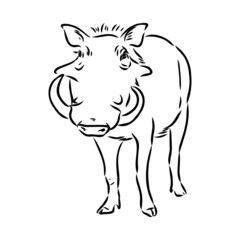 Black and white vector line drawing of a Warthog