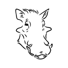 Black and white vector line drawing of a Warthog