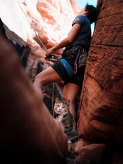 Rock Climbing Cat in Sandstone canyon