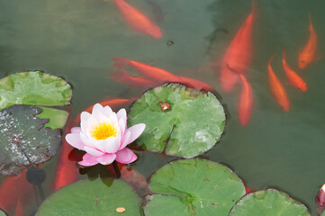 fish red water lily
