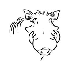 Black and white vector line drawing of a Warthog