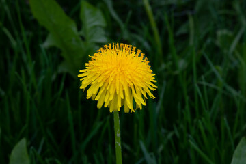 Yellow dandelion on a green grass background in a field