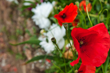 Obraz premium flower rose garden red poppy