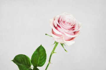 Pink fresh rose, grunge background